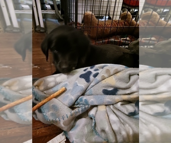 Medium Photo #3 English Cream Golden Retriever-Newfoundland Mix Puppy For Sale in SHEBOYGAN FALLS, WI, USA