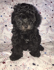 Maltese-Poodle (Toy) Mix Puppy for sale in KERMAN, CA, USA