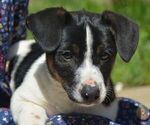 Small Jack Russell Terrier