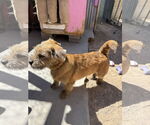 Small #4 Border Terrier