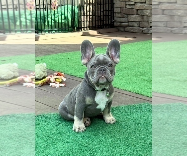 Medium Photo #2 French Bulldog Puppy For Sale in LAKE CITY, FL, USA