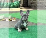 Small #1 French Bulldog