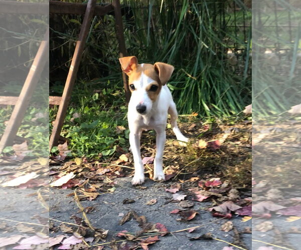 Medium Photo #2 Rat Terrier-Unknown Mix Puppy For Sale in Wakefield, RI, USA