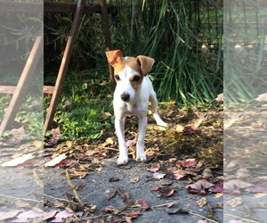 Martini *LOCAL* *MEET ME* - Female Rat Terrier-Unknown Mix Dog for Adoption - Photo #2