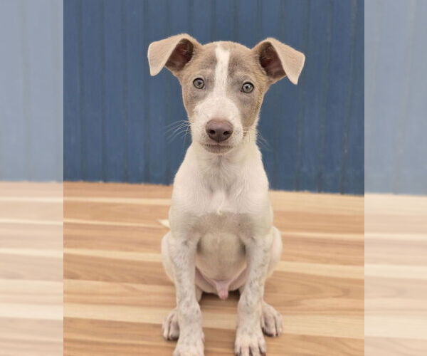 Medium Photo #3 Huskies -Unknown Mix Puppy For Sale in Lakewood, CO, USA