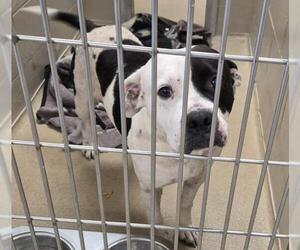 Mutt Dogs for adoption in Decatur, IL, USA