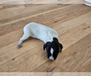 Medium German Shorthaired Pointer