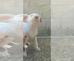 Small Photo #12 Bull Terrier Puppy For Sale in LONG BEACH, CA, USA