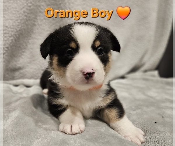 Medium Photo #23 American Corgi Puppy For Sale in JEFFERSON, GA, USA