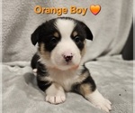 Small Photo #23 American Corgi Puppy For Sale in JEFFERSON, GA, USA