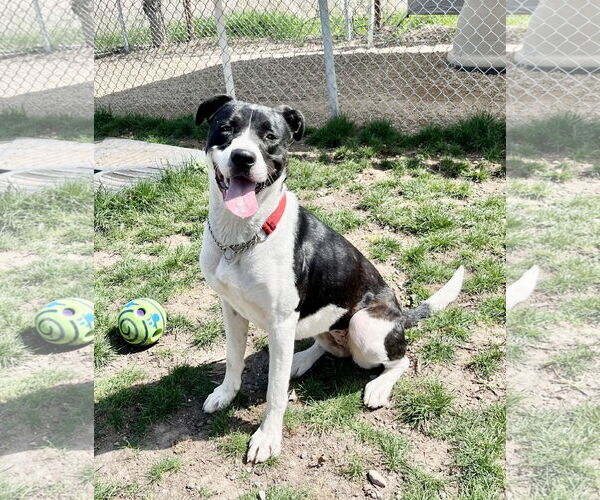 Medium Photo #2 Mutt Puppy For Sale in Emmett, ID, USA