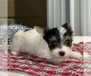 Yorkshire Terrier Puppy for sale in FREDONIA, PA, USA