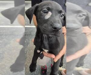 Mutt Dogs for adoption in San Antonio, TX, USA