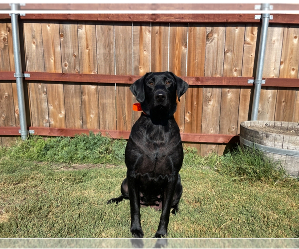 Medium Photo #9 Labrador Retriever Puppy For Sale in REDDING, CA, USA
