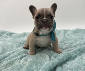 French Bulldog Puppy for sale in ANNAPOLIS, MD, USA