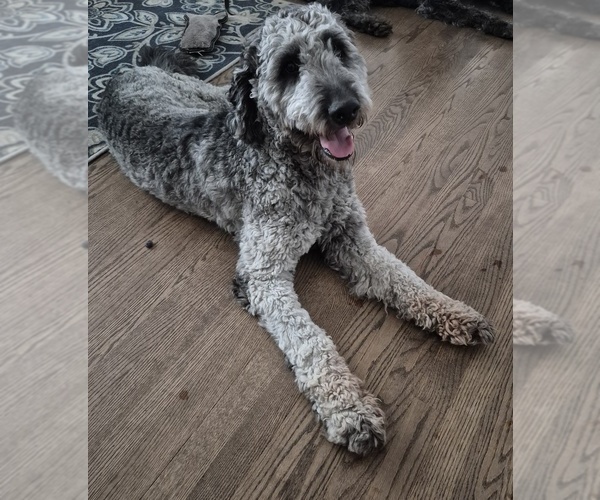 Medium Photo #1 Labradoodle Puppy For Sale in CHICAGO, IL, USA