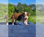 Small #4 Australian Shepherd-Chihuahua Mix