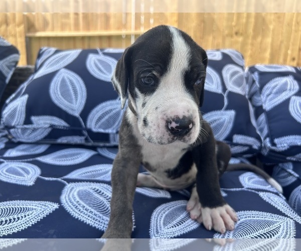 Medium Photo #36 Great Dane Puppy For Sale in WILLIS, TX, USA