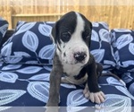 Puppy Luger Great Dane