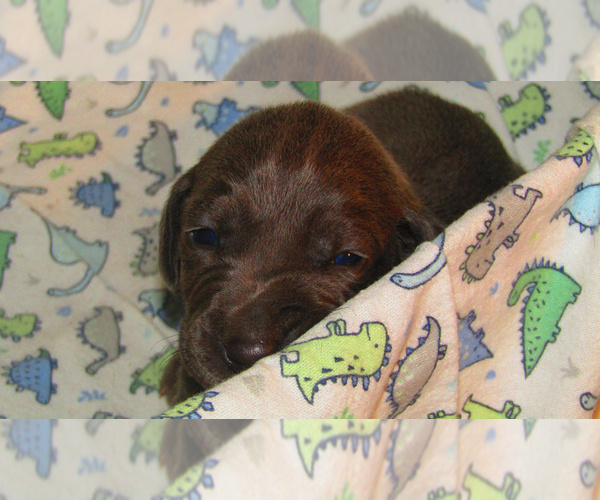 Medium Photo #2 Weimaraner Puppy For Sale in LAS ANIMAS, CO, USA