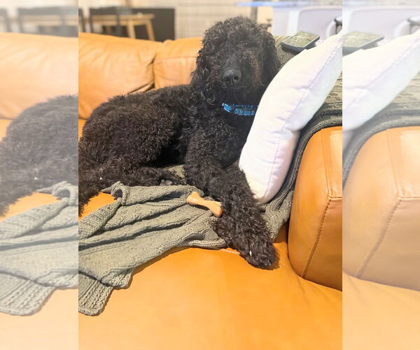 Medium Photo #2 Goldendoodle Puppy For Sale in Maryville, TN, USA