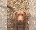 Small Photo #1 Labrador Retriever Puppy For Sale in OSYKA, MS, USA