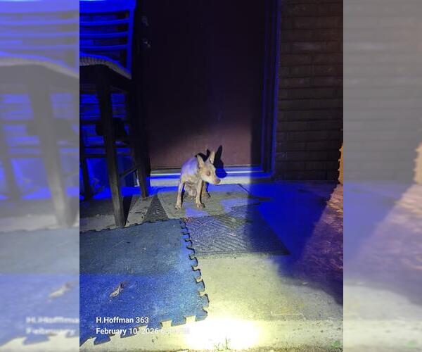 Medium Photo #1 Chihuahua-Unknown Mix Puppy For Sale in San Antonio, TX, USA