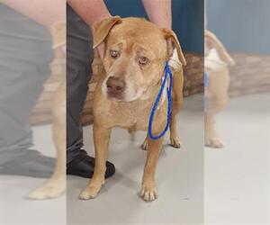 American Pit Bull Terrier-Labrador Retriever Mix Dogs for adoption in Temple, TX, USA