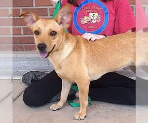 Erica - Female Dachshund-Unknown Mix Dog for Adoption - Photo #3