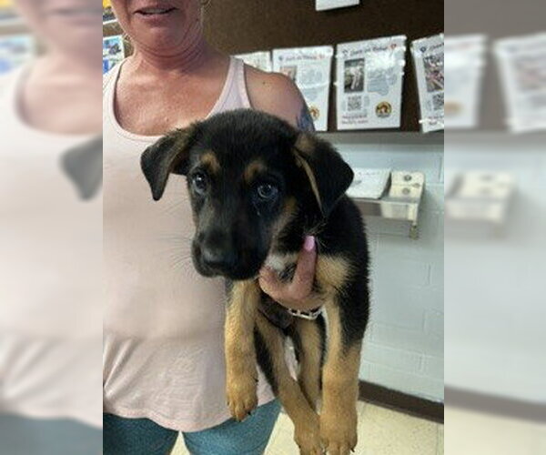 Medium Photo #1 German Shepherd Dog Puppy For Sale in Stockton, CA, USA