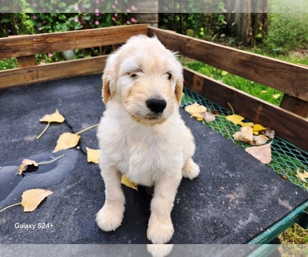 Medium Photo #2 Goldendoodle Puppy For Sale in LEON, KS, USA