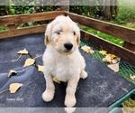 Small #1 Goldendoodle