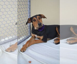 Coonhound-Unknown Mix Dogs for adoption in McKinney, TX, USA