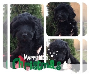 Labradoodle Puppy for sale in NORTH MANCHESTER, IN, USA
