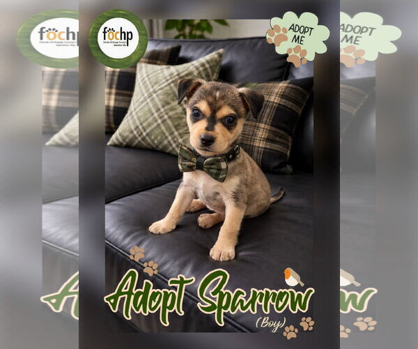 Medium Photo #2 Chihuahua Puppy For Sale in Menifee, CA, USA