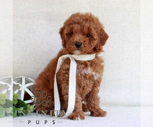 Cavapoo (Miniature) Puppy for sale in NEWMANSTOWN, PA, USA