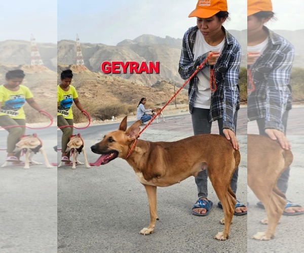 Medium Photo #42 Black Mouth Cur-Unknown Mix Puppy For Sale in Sebec, ME, USA