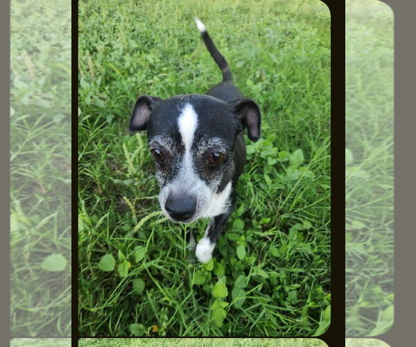 Medium Photo #1 Chihuahua Puppy For Sale in San Antonio, TX, USA