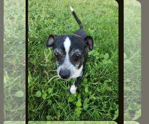 Chihuahua Dogs for adoption in San Antonio, TX, USA