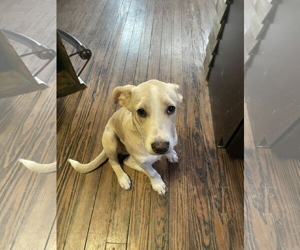 Medium Photo #3 Mutt Puppy For Sale in Hillsboro, MO, USA