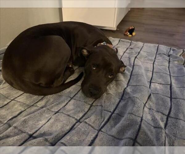 Medium Photo #1 Mutt Puppy For Sale in Fort Collins, CO, USA