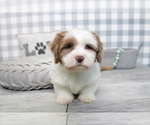 Small Photo #5 Shih-Poo Puppy For Sale in MARIETTA, GA, USA