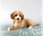 Small #2 Cavapoo (Miniature)