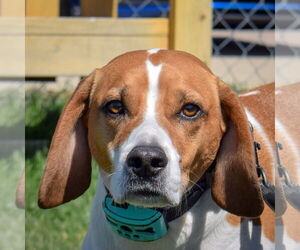 Labbe Dogs for adoption in Huntley, IL, USA