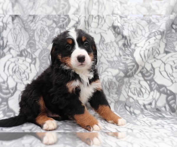 Medium Photo #1 Bernese Mountain Dog Puppy For Sale in SHILOH, OH, USA