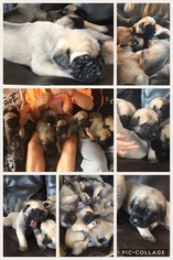 Cane Corso-Mastiff Mix Puppy for sale in LEWISTON, MN, USA