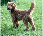 Small Photo #1 Goldendoodle (Miniature) Puppy For Sale in EDWARDSBURG, MI, USA