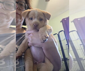Chihuahua-Unknown Mix Dogs for adoption in Plainfield, IL, USA
