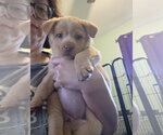 Small Chihuahua Mix