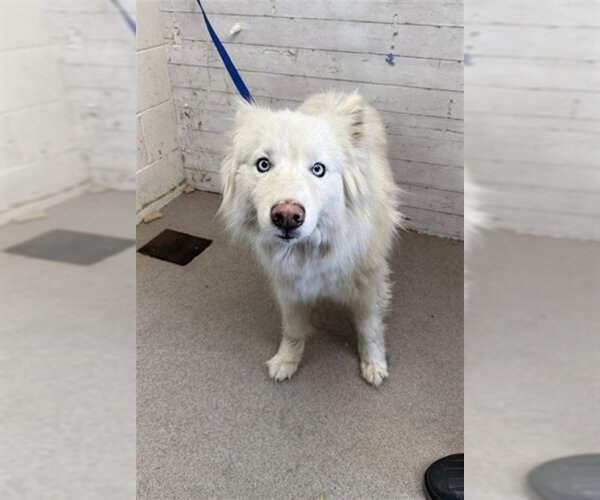 Medium Photo #1 Siberian Husky Puppy For Sale in San Bernardino, CA, USA